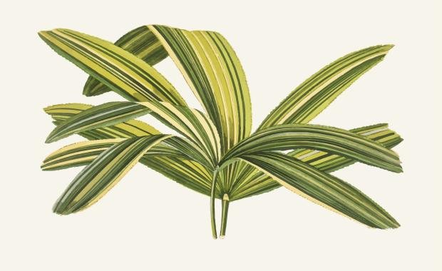 Palm Leaf Manuscripts in Laos | Ancient Wisdom and Cultural Preservation