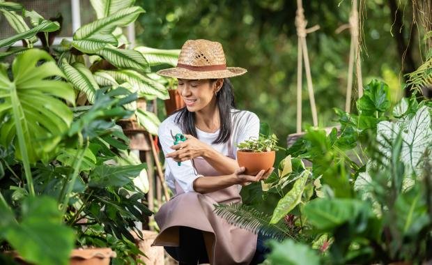 Herbal Gardens in Laos | Living Pharmacies for Health and Tradition