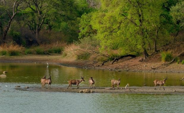 Wildlife Corridors in Laos | Protecting Endangered Species and Habitats