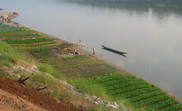 Riverbank Farming in Laos | Opportunities and Sustainability Challenges