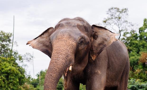 Elephant Bells in Laos | Symbols of Ownership and Cultural Heritage