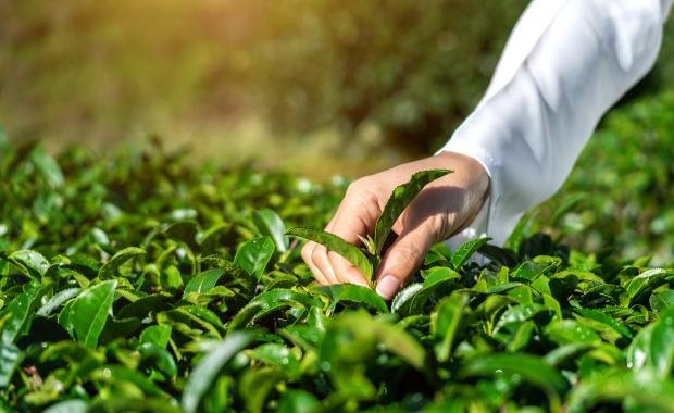 Tea Cultivation in Phongsaly | Misty Highlands of Northern Laos